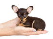 little puppy sitting on the palm of a woman. isolated