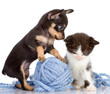 the puppy consoles a kitten. isolated on white