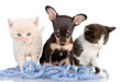 puppy and a kittens in threads. isolated on white background