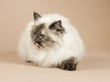 Photo: beautiful long haired cat, perser kitten beautiful long haired cat, perser kitten