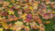 colorful autumn season maple tree leaves fall green meadow grass