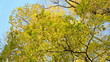 beautiful autumn maple tree branch leaves move wind blue sky