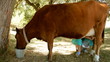 Cow during pasture milking