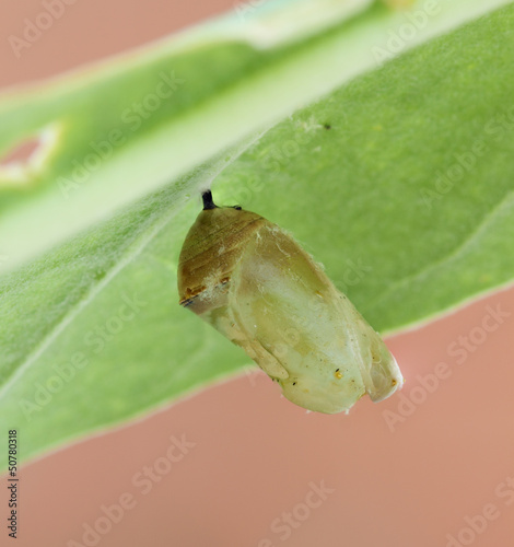 Photo: monarch butterfly cocoon monarch butterfly cocoon