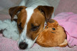 Hund mit Kuscheltier