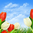 Tulpen