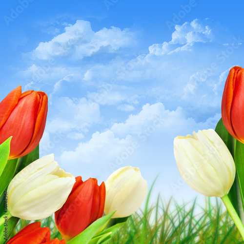 Photo: Tulpen Tulpen