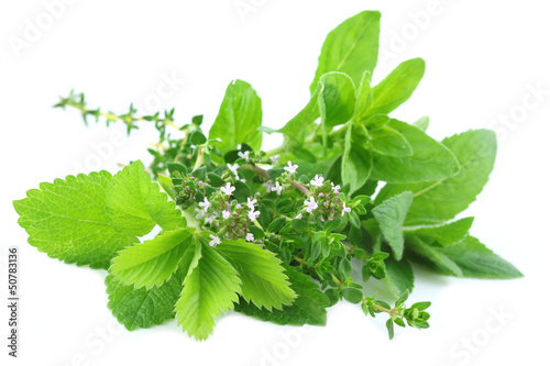 Photo: Fresh green herbs Fresh green herbs