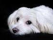 Photo : Maltese dog portrait Maltese dog portrait