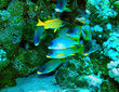 Group of coral fish  in water.