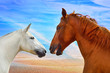 Two heads of beautiful horses in love
