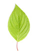 Single leaf