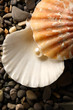 White pearl in seashell on pebbles