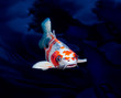 koi fish swimming in the pond