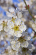 Photo: plum_blossom_17 plum_blossom_17