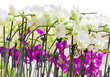 orchidées