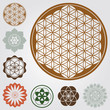 Life Seed Vector Collection