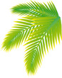 Palmenwedel_3
