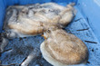 Big Cuttlefish waiting for the fish auction