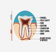 Tooth anatomy with labeling