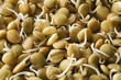 Sprouts