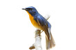 Hill blue flycatcher Cyornis banyumas male