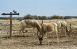 Arabian oryx (Oryx leucoryx) in nature reserve, Israel