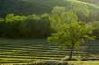 tuscany