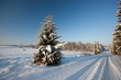 Photo: Fir tree Fir tree