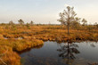 Swamp