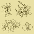Vector: Floral design elements Floral design elements