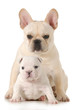 two puppies