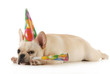 birthday dog