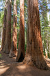 Yosemite National Park - Mariposa Grove Redwoods