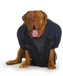 sports hound