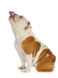 dog licking