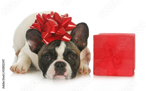 Photo: dog and present dog and present