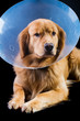 Golden Retriever dog wearing Elizabethan collar