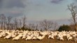 Snow Geese Feeding