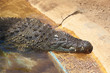 Crocodile in park at Tenerife Canary