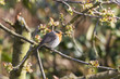Rotkehlchen (Erithacus rubecula)