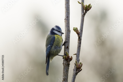 Photo: Blaumeise (Cyanistes caeruleus) Blaumeise (Cyanistes caeruleus)