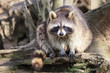 Waschbär