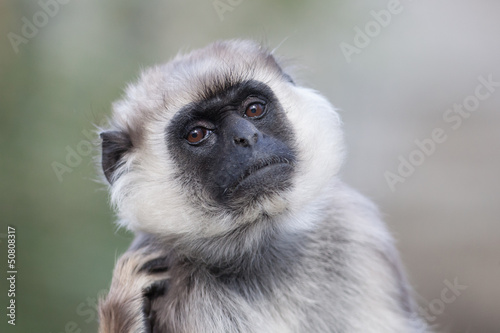 Photo: Hulman-Affe Hulman-Affe