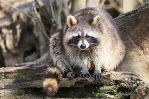 Photo: Waschbär Waschbär