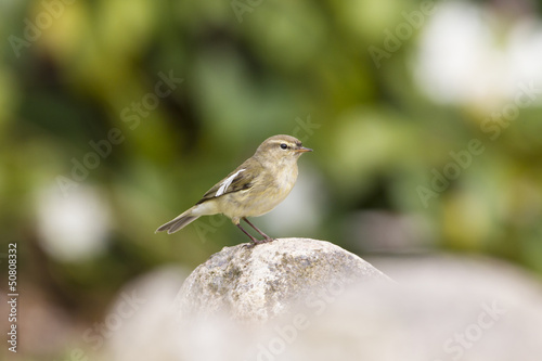 Photo: Zilpzalp (Phylloscopus collybita) Zilpzalp (Phylloscopus collybita)