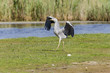 Graureiher (Ardea cinerea)