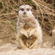 Suricate or meerkat
