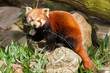 The Red Panda, Firefox or Lesser Panda