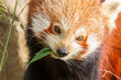 The Red Panda, Firefox or Lesser Panda